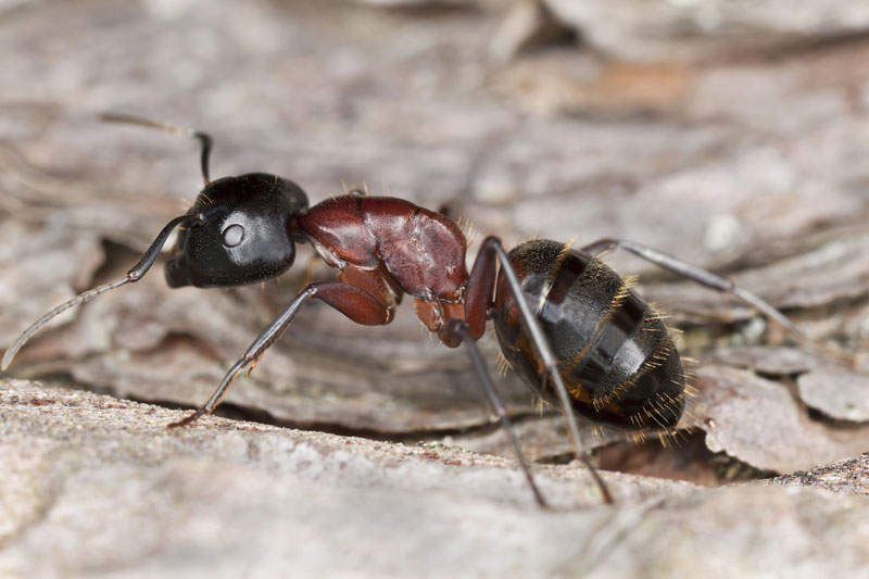 How to Control Ants in the Flower Garden