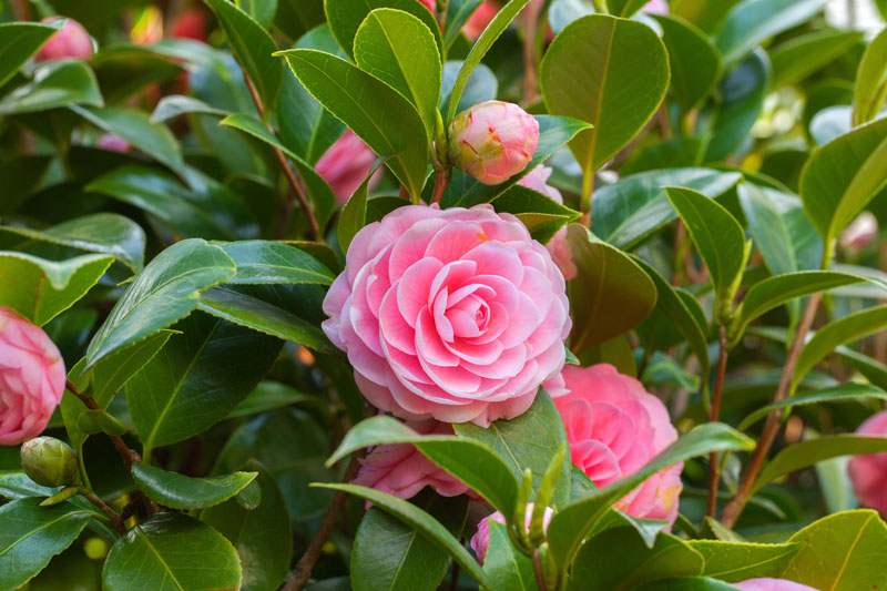 What Are The Best Hardy Evergreen Shrubs For Small Gardens?