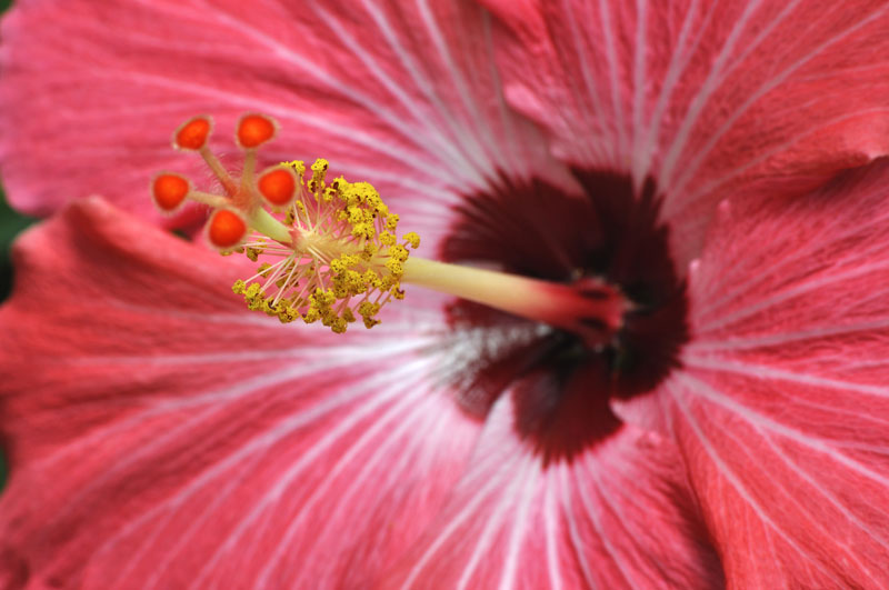 7 Small Flower Plants For Home To Enhance The Space Home Logic