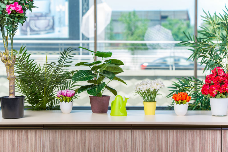 Where To Buy Office Plants The Definitive Guide Home Logic Uk